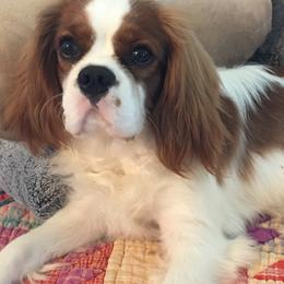 Cavalier King Charles Spaniels from Sherri Driskell's Cavalier King Charles Spaniels
