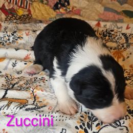 Zuccini - Black and white female Border Collie puppy in Gaffney, South Carolina from On the Lamb