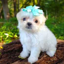 Companion Cross, Havanese, Mal-Shi, Maltese, Maltipoo, Morkie, and Shih Tzu Puppies from Seeking Shalom Acres Maltese, Maltipoos & Havamalts
