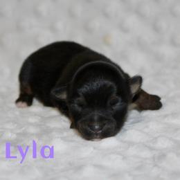 Lyla - Black tri female Miniature Australian Shepherd puppy in Paris, Texas from Kuttin’ Up Mini Aussies
