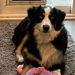Australian Shepherd All Grown Up from Aussies of Sunset Ridge