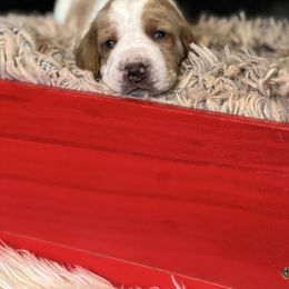 Mocha - Red and white male Basset Hound puppy in Lone Jack, Missouri from Wee Little Bassets