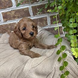 Girl 1 - female Cockapoo puppy in Ephrata, Pennsylvania from Windy Ridge Cockapoos