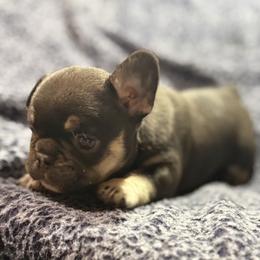 Teddy - Tricolors male French Bulldog puppy in Minco, Oklahoma from Findley’s Furbabies