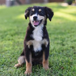 Australian Shepherd, Miniature Australian Shepherd, and Toy Australian Shepherd Puppies from Triple Lake Ranch Miniature Australian Shepherds