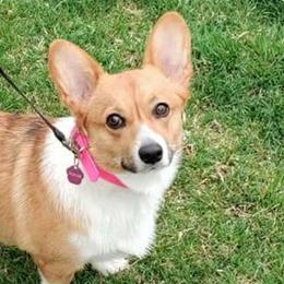 Pembroke Welsh Corgis from Christina's Corgis