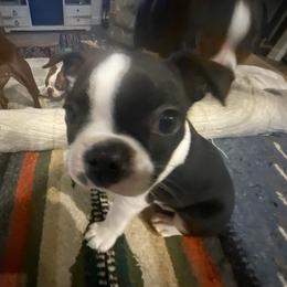 Deano Martin - Black and white male Boston Terrier puppy in Murrells Inlet, South Carolina from Inlet Boston Terriers