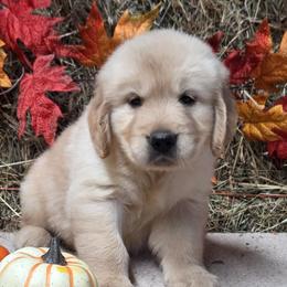 Emmi boy 3 - Golden male Golden Retriever puppy in Niles, Michigan from Christiana Creek Goldens