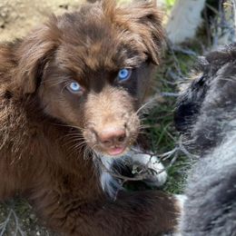Australian Shepherds from Boulder & Branch Aussie Ranch