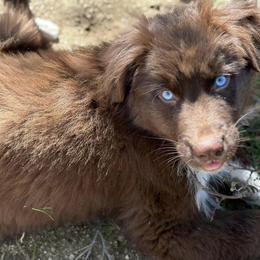 Australian Shepherds from Boulder & Branch Aussie Ranch
