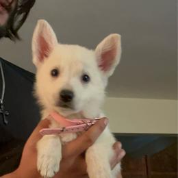 White Female ONLY FEMALE WHITE IN LITTER - White female German Shepherd puppy in New Martinsville, West Virginia from Hunter K-9