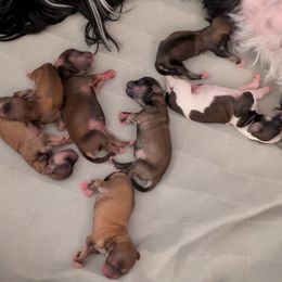 Havanese puppies from A New Hope Havanese