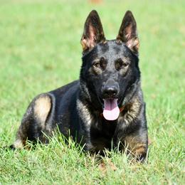 Masky Eska - German Shepherd