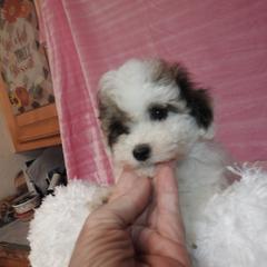 Nicky - Brown and white female Shichon puppy in Kettle Falls, Washington from Smallstar Puppys