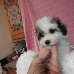 Nicky - Brown and white female Shichon puppy in Kettle Falls, Washington from Smallstar Puppys