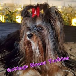 Ozzi - Yorkshire Terrier