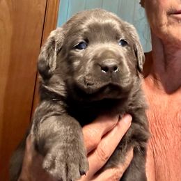 Glory (white collar) - Silver female Dilute Retriever puppy in Bandera, Texas from The Sugar & Spice Ranch Labrador Retrievers