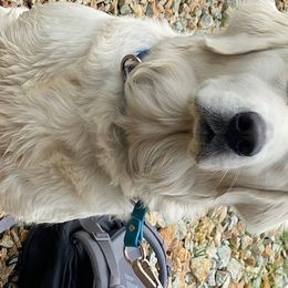 Amelia - Golden Retriever