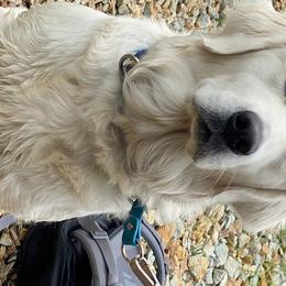 Amelia - Golden Retriever