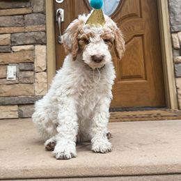 Poodle Puppies from Beansdoodles