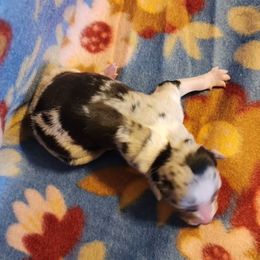 Australian Shepherd and Miniature Australian Shepherd Puppies from Hidden Leaf Aussies