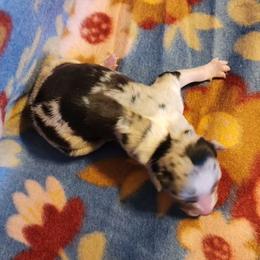 Australian Shepherd and Miniature Australian Shepherd Puppies from Hidden Leaf Aussies