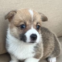 Ginger - Pembroke Welsh Corgi puppy from Gulf Coast Corgis