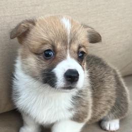 Ginger - Pembroke Welsh Corgi puppy from Gulf Coast Corgis