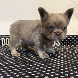 Fluff boy - male French Bulldog puppy in Las Vegas, Nevada from Let it Ride Bulldogs