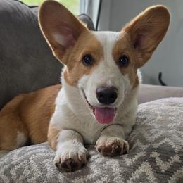 Mr. Butters - Red and white male Cardigan Welsh Corgi puppy in Plymouth, Iowa from Highplains Herders