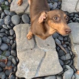 Charlie - Dachshund
