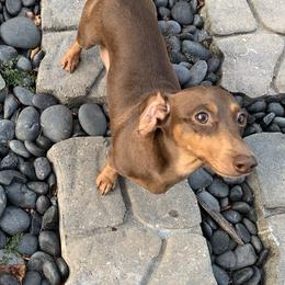 Charlie - Dachshund