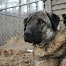 Siyah - Anatolian Shepherd Dog
