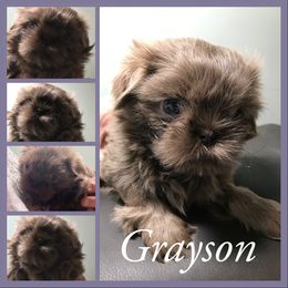 Shih Tzu Puppies from LaDawn’s Little Lions