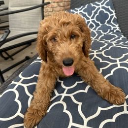 Lavender girl - Red  female Goldendoodle puppy in Arlington, Texas from DFW Doodles