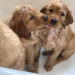 Golden Retriever Puppies from Rainy Day Goldens