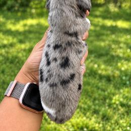 Snickers - Dapple male Dachshund puppy in Jarales, New Mexico from Poker Paws Dachshunds