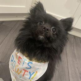 Luna - Pomeranian
