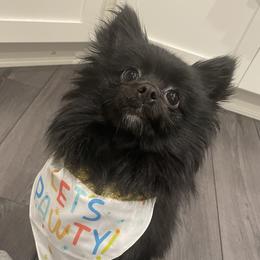 Luna - Pomeranian