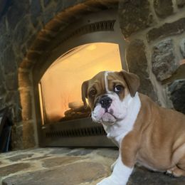Isabella - Red female Bulldog puppy in Ben Lomond, Arkansas from Miesha Carver's Bulldogs