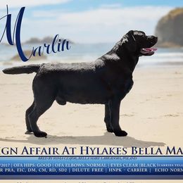 Marlin - Labrador Retriever