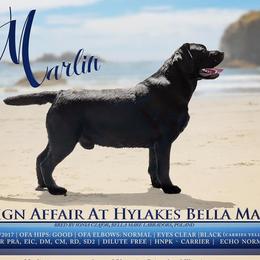 Marlin - Labrador Retriever