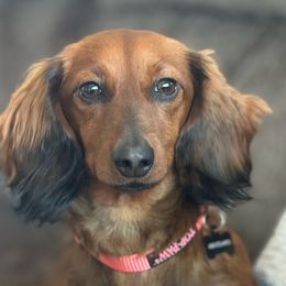 Bea - Dachshund