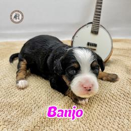 Banjo - Tri-color female Bernedoodle puppy in Banner Elk, North Carolina from Walnut Tree Bernedoodles