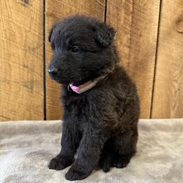 Pink AKA Stormi - Black female German Shepherd puppy in Terra Alta, West Virginia from Shepherd Country Farm and Kennels