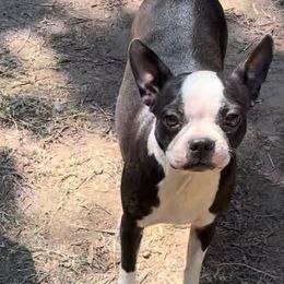 Boston Terrier puppies from Rocknbostons