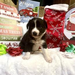 Border Collie and Jack Russell Terrier Puppies from CP FARMS BORDER COLLIES N JACKS CORP