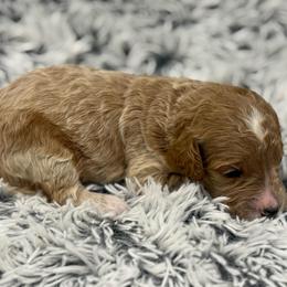 Daisy - Apricot female Goldendoodle puppy in Ambrose, Georgia from Brandilyn's Aussies