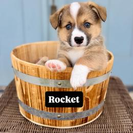 Rocket - Sable male Pembroke Welsh Corgi puppy in Norman, Oklahoma from Charm Farm Corgis