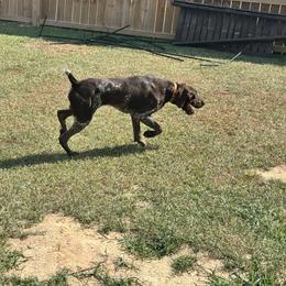 Gator - German Shorthaired Pointer